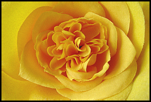 blume