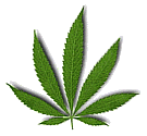  Hemp